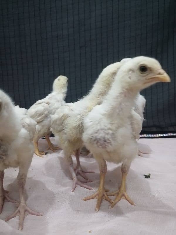 Heera chicks.   paper white 100% blue eyes. . 5