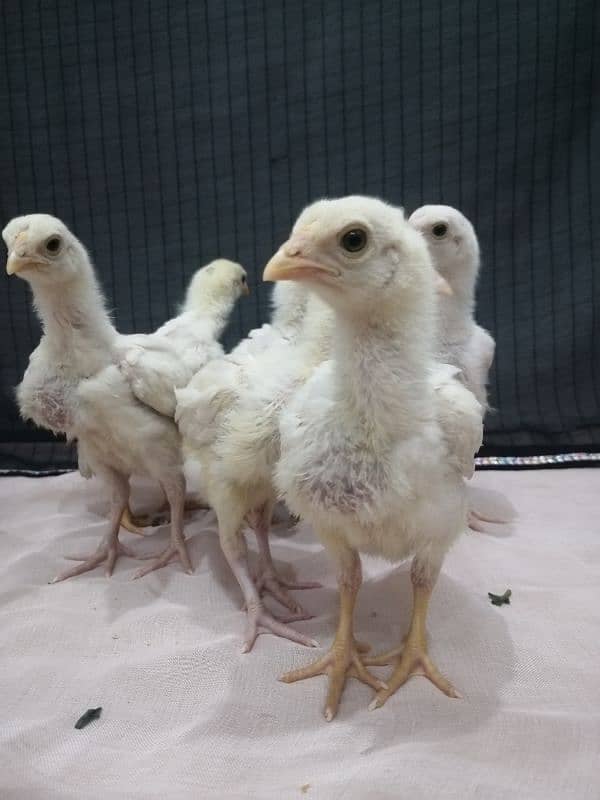 Heera chicks.   paper white 100% blue eyes. . 6