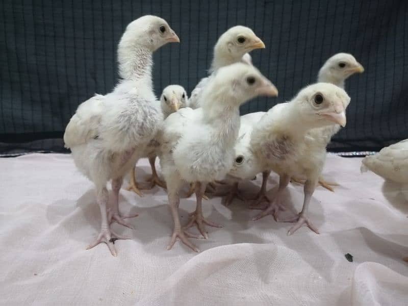 Heera chicks.   paper white 100% blue eyes. . 7