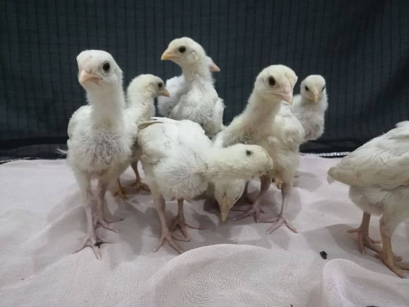 Heera chicks.   paper white 100% blue eyes. . 8