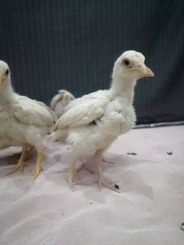 Heera chicks.   paper white 100% blue eyes. . 9