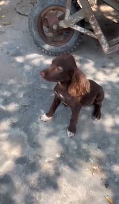 Cocker spaniel puppy female dog