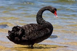 FANCY DUCKS FOR SALE IN Multan