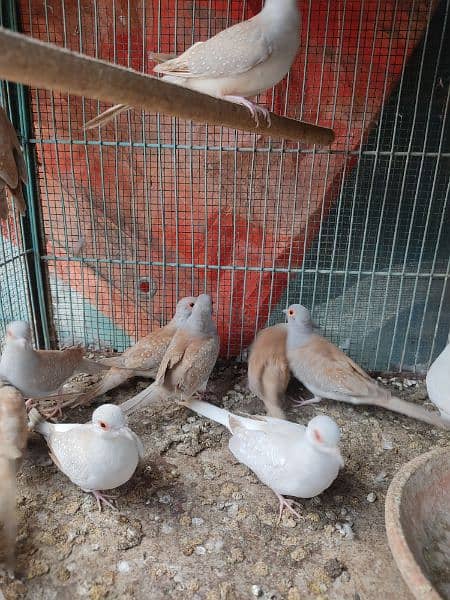 red dove and opal dove 2