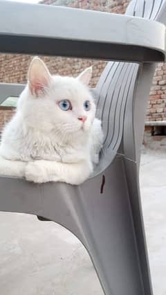 Turkish angora for sale