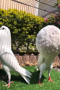 Top quality fancy pigeons