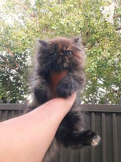 Cozy Persian female kitten for sale