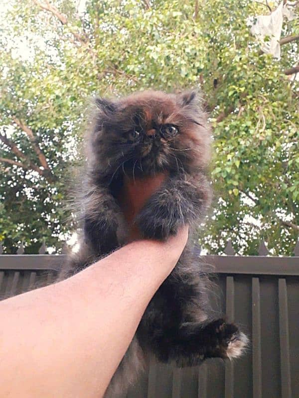 Cozy Persian female kitten for sale 0