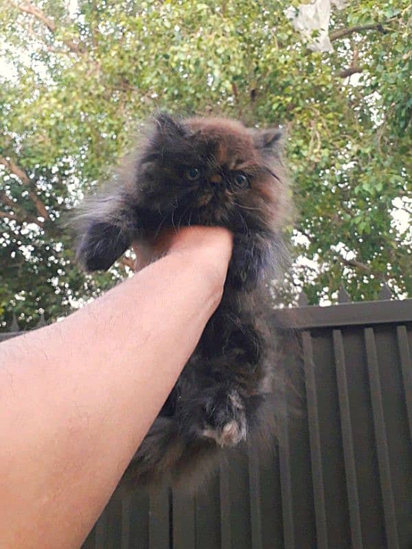 Cozy Persian female kitten for sale 2