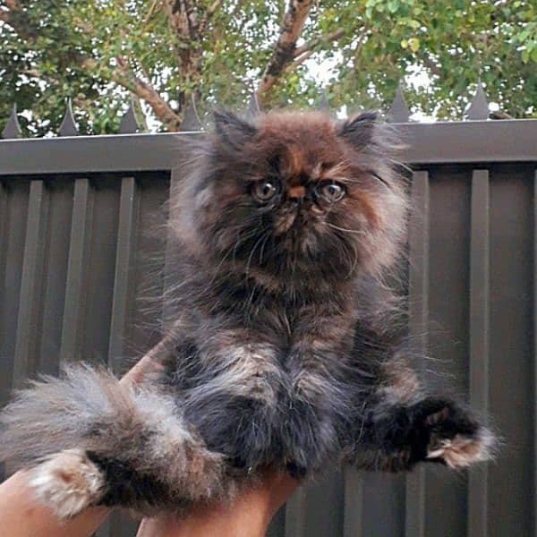 Cozy Persian female kitten for sale 3