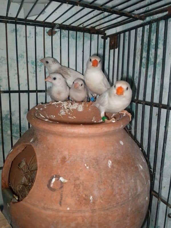 Snow White breeder pair, 3 chiks pathy for sale 1