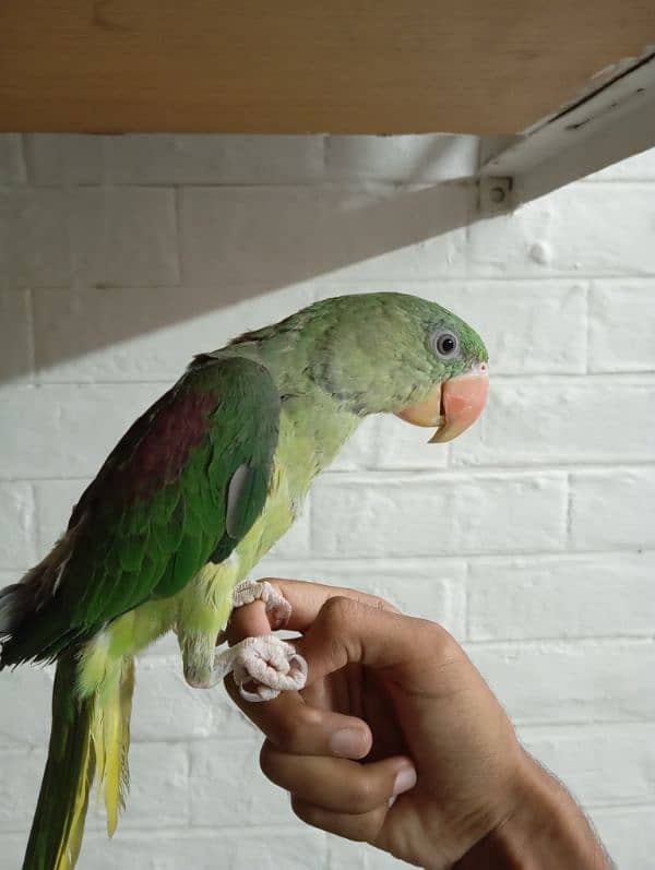 Male Raw Parrot Hand Tamed 1