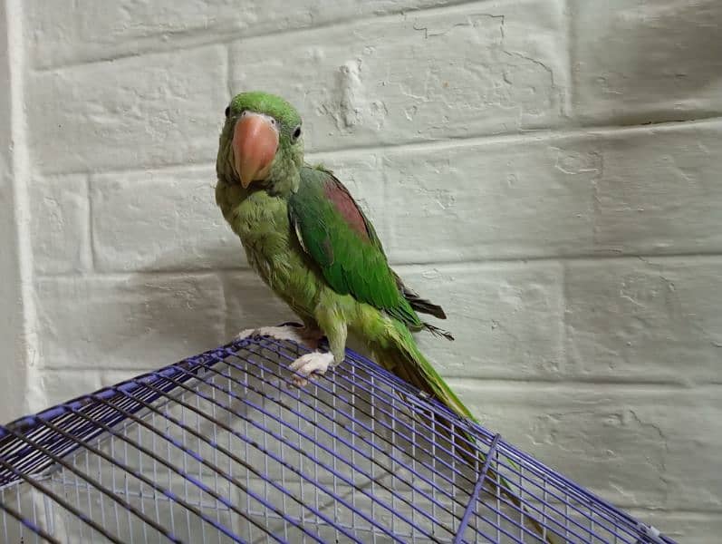 Male Raw Parrot Hand Tamed 2