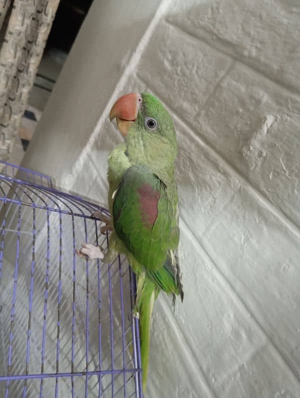 Male Raw Parrot Hand Tamed 3