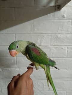 Male Raw Parrot Hand Tamed