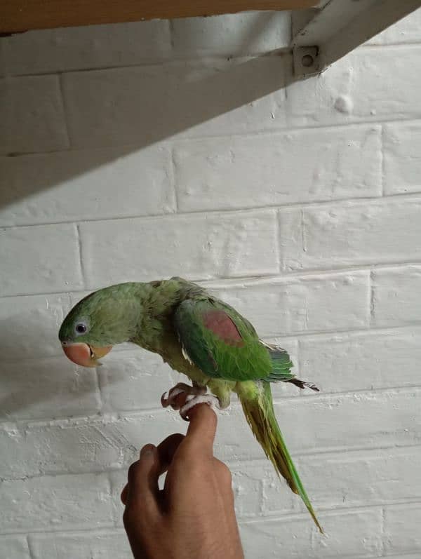 Male Raw Parrot Hand Tamed 4