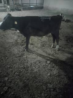 Heifers best or finest breed for sale