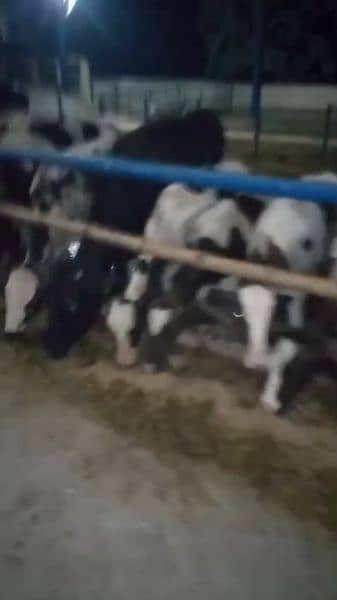 Heifers best or finest breed for sale 1