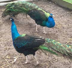 Peacocks