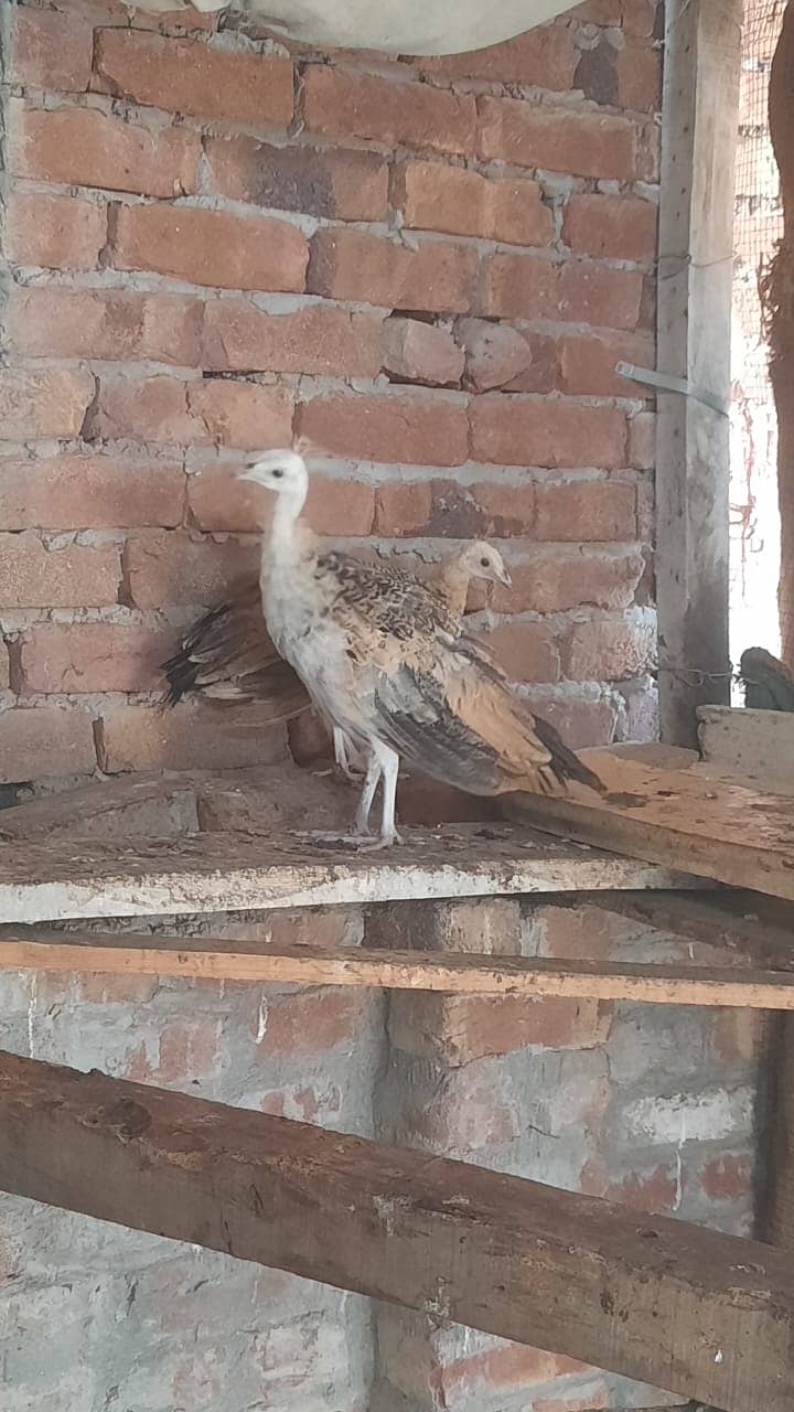 Peacocks Chiks Moor k Bache 4 Month Vaccinated 1