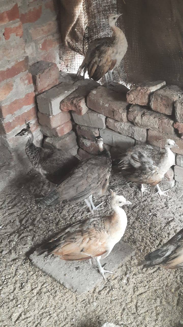 Peacocks Chiks Moor k Bache 4 Month Vaccinated 2