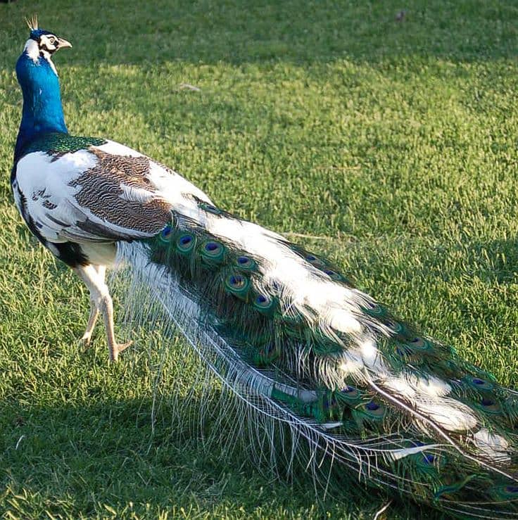 Peacocks Chiks Moor k Bache 4 Month Vaccinated 4