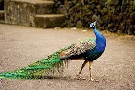 Peacocks Chiks Moor k Bache 4 Month Vaccinated 5