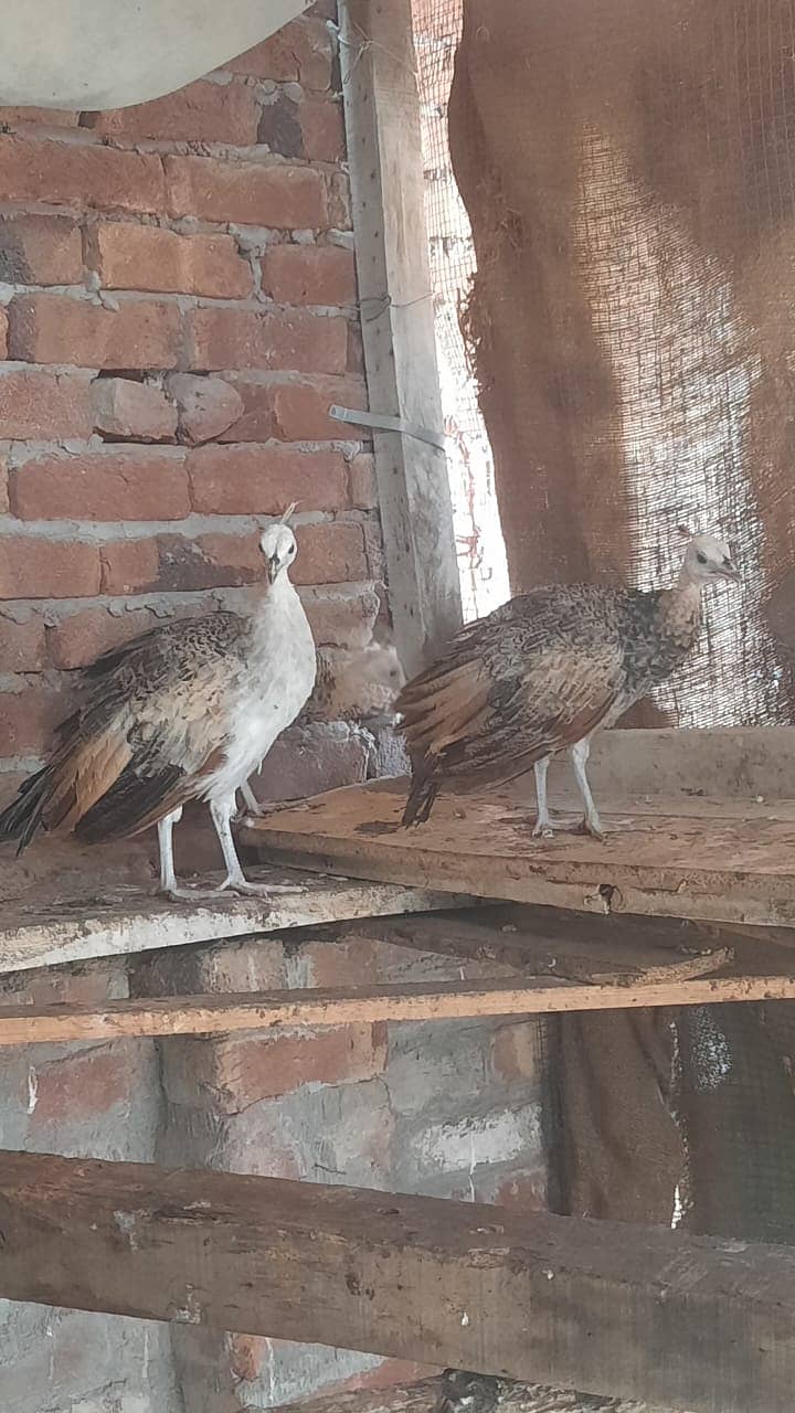 Peacocks Chiks Moor k Bache 4 Month Vaccinated 7