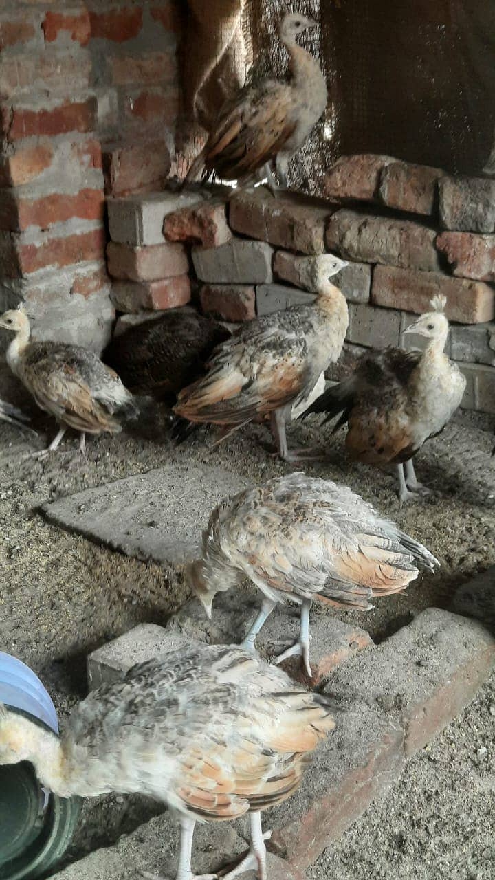 Peacocks Chiks Moor k Bache 4 Month Vaccinated 8