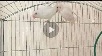 Albino Love bird