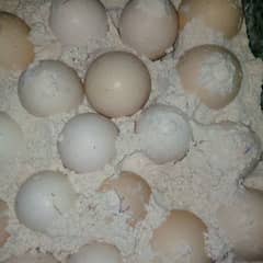 Mushka Aseel Fertile Eggs