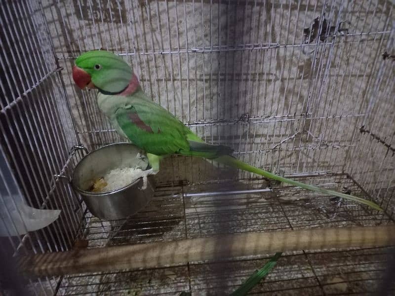 raw parrot 0