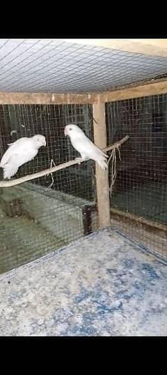 Albino black eyes pair available