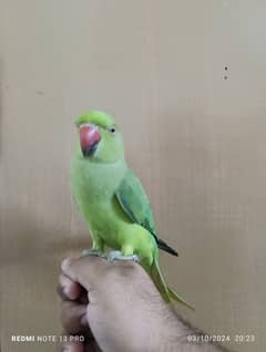 Green Ring Neck Male babe (03497560979)