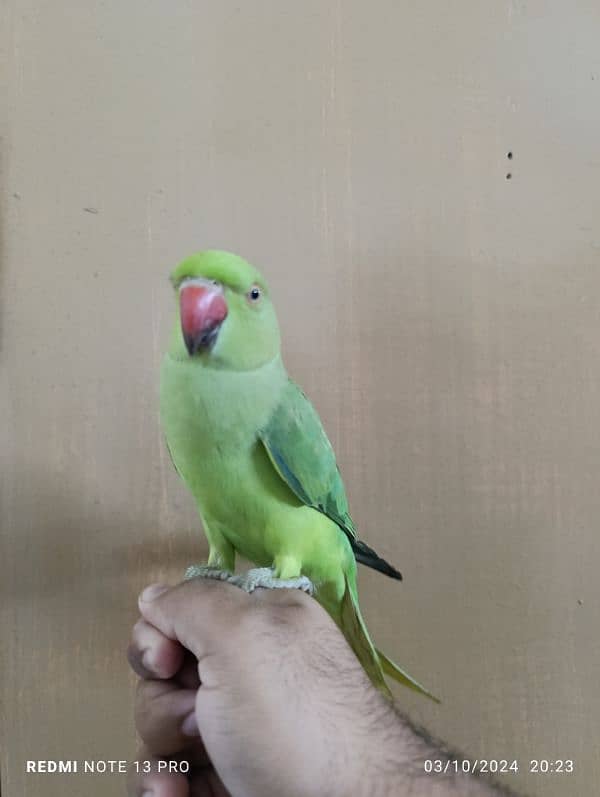 Green Ring Neck Male babe (03497560979) 1