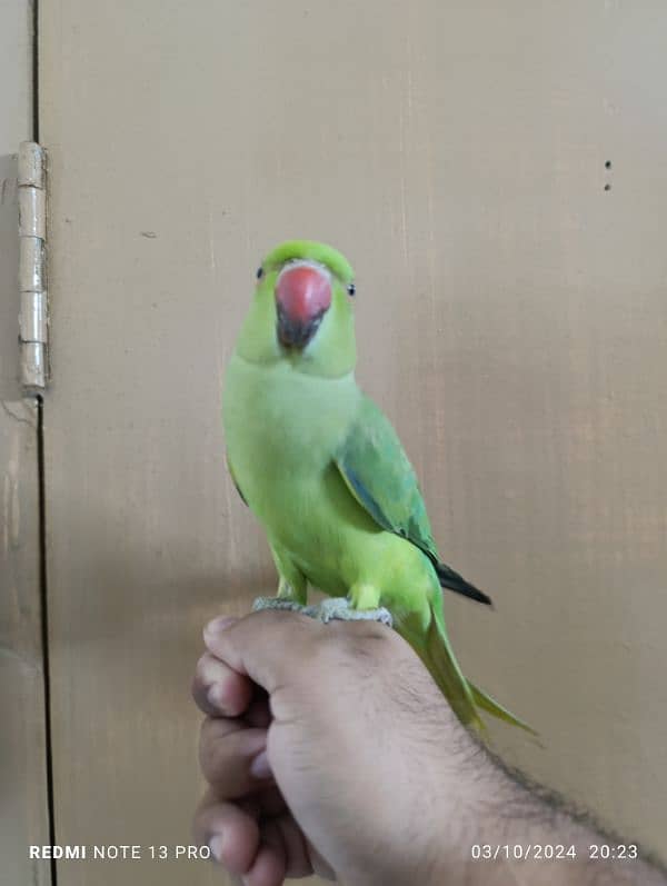 Green Ring Neck Male babe (03497560979) 2