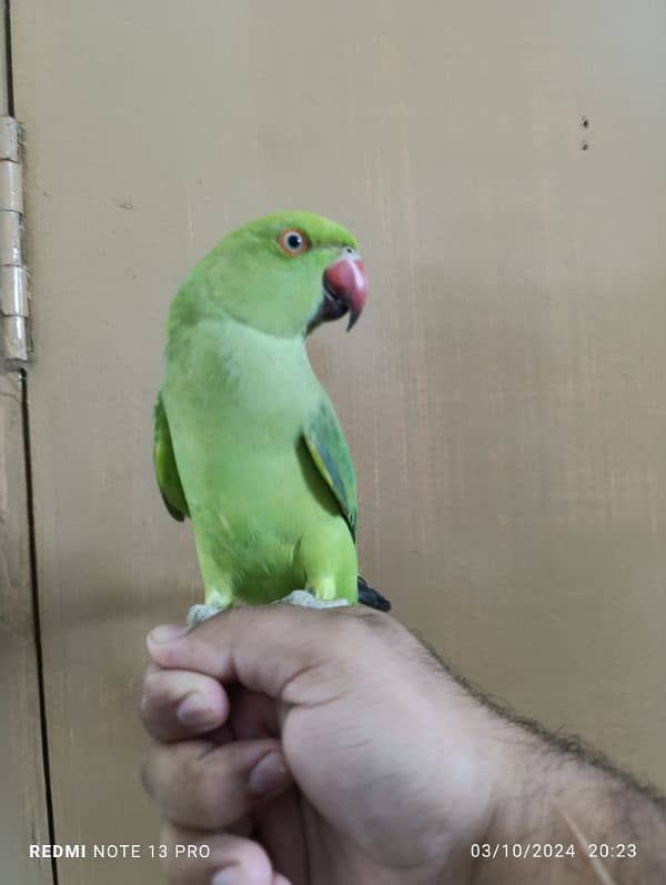 Green Ring Neck Male babe (03497560979) 3