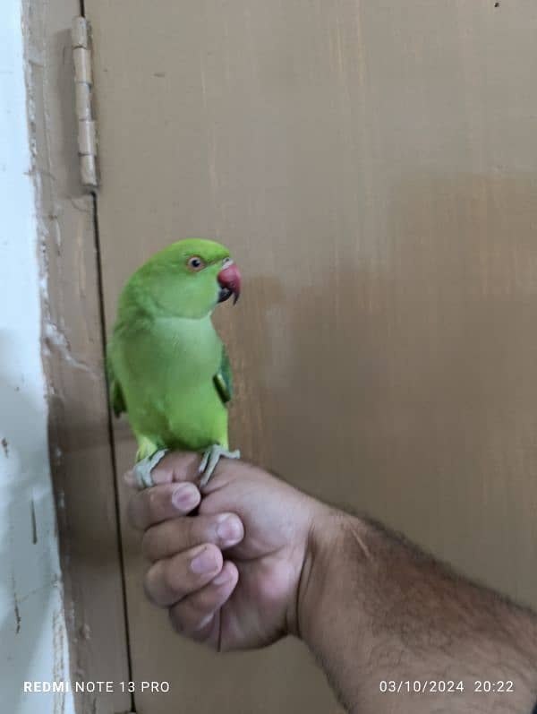 Green Ring Neck Male babe (03497560979) 4