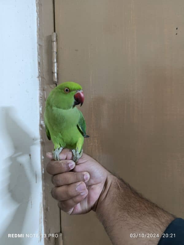 Green Ring Neck Male babe (03497560979) 5