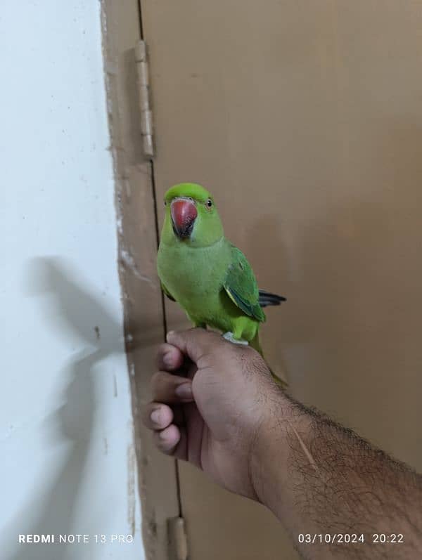 Green Ring Neck Male babe (03497560979) 6