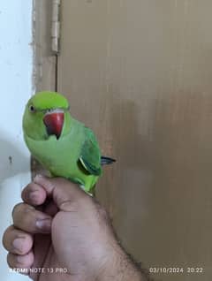 Green Ring Neck Male babe (03497560979)