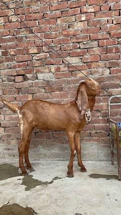 desi bakra