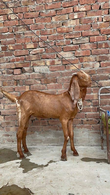 desi bakra 0