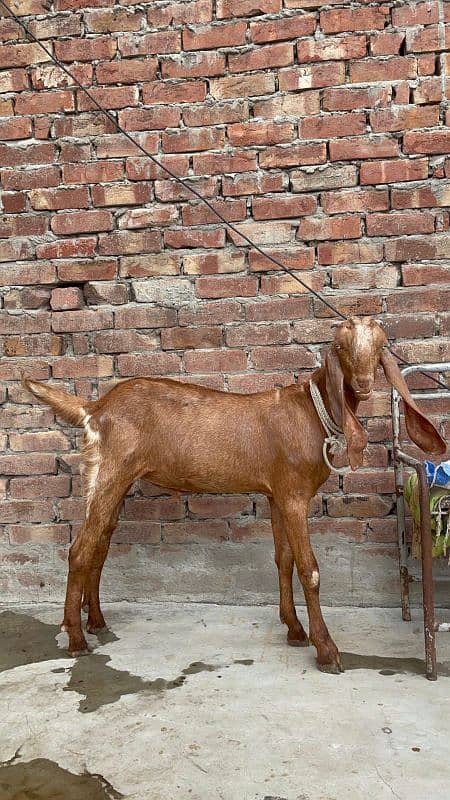 desi bakra 1