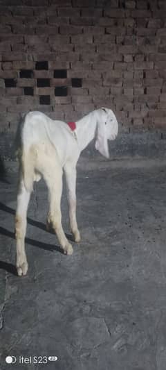 rajanpuri double hadi may Bakra 03097050027