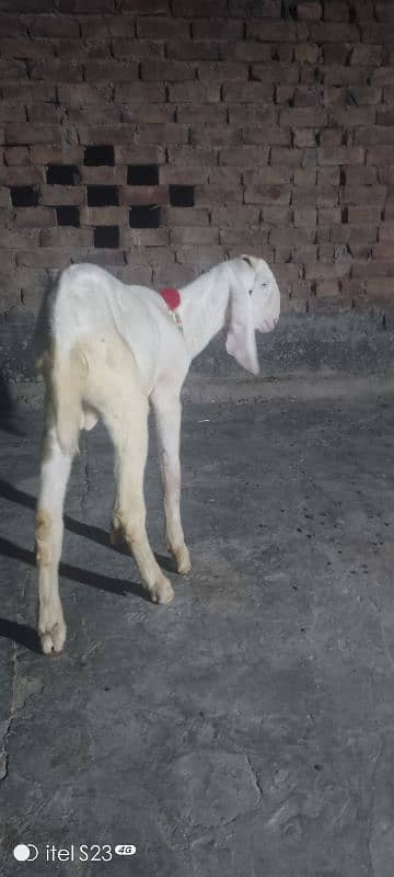 rajanpuri double hadi may Bakra 03097050027 0