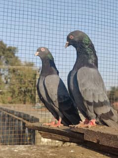 Neelay kamager (kabutar pigeons)