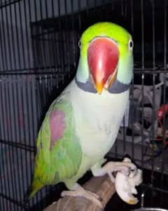 raw parrot for sale WhatsApp number 03417057463