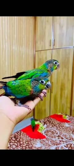 crimson bellied conure female flying and hand tame