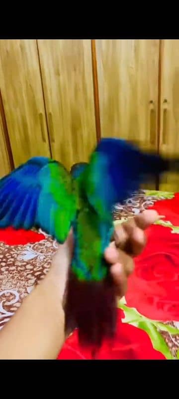 crimson bellied conure female flying and hand tame 2